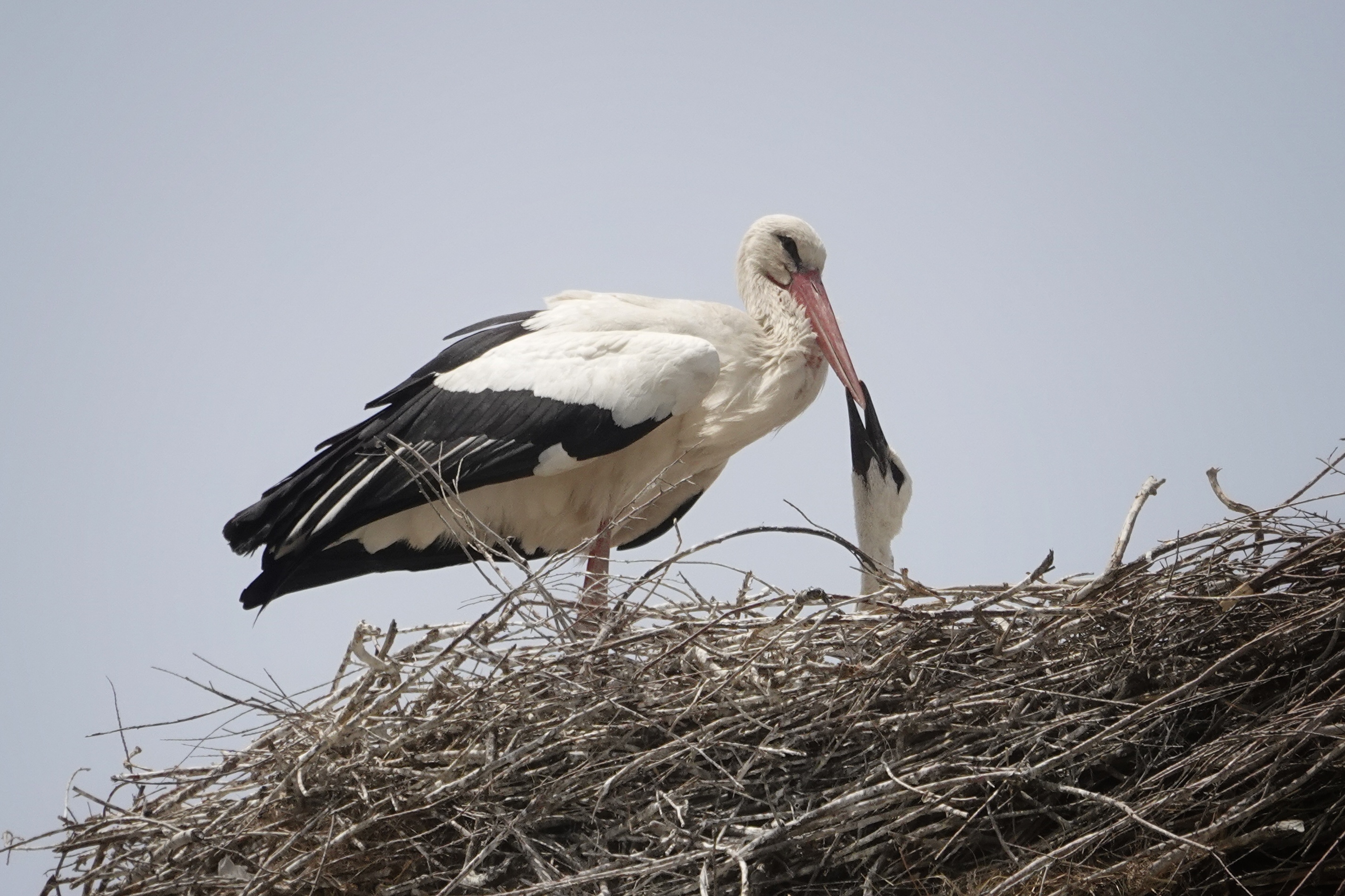 Cigogne sur son nid